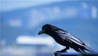 A picture of a crow, which was removed as a pest last December. [YONHAP]