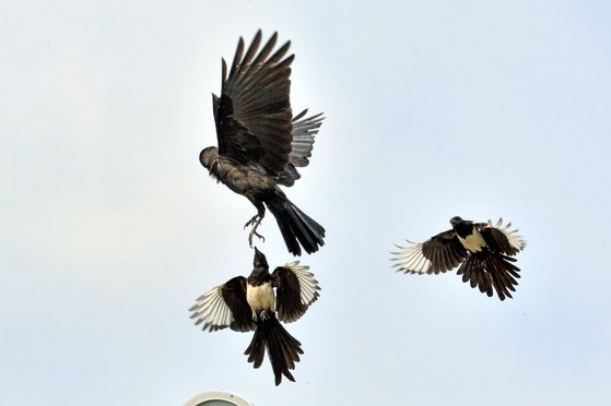 Magpies attack crows in Pohang, North Gyeongsang, June 12, 2023. [NEWS1]