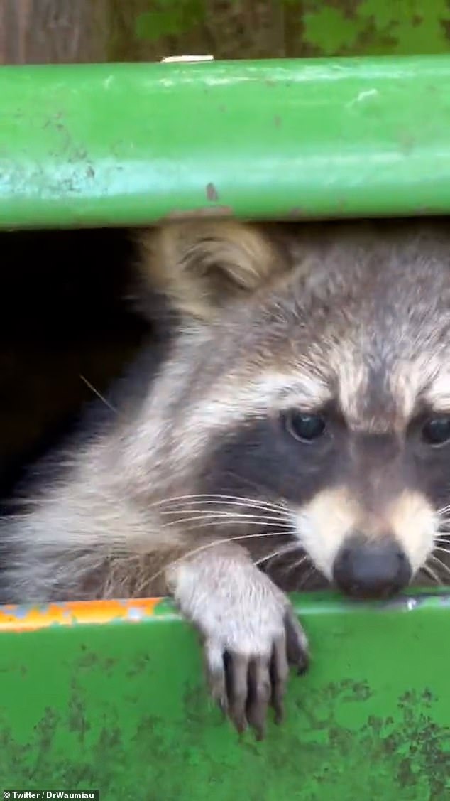 The humble raccoon, who is often seen as a good friend with cute fur and human-like hands and a cute expression, has gone viral in several German cities.