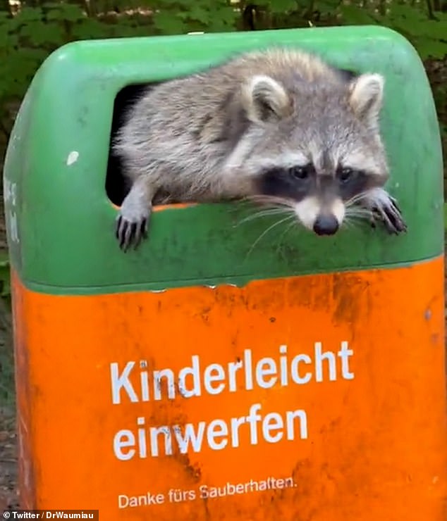 Raccoons are native to North America but were brought to Germany in the 1930s when the head of the local forest agency decided to release four menaces on the banks of the Eder river near the Edersee Dam.