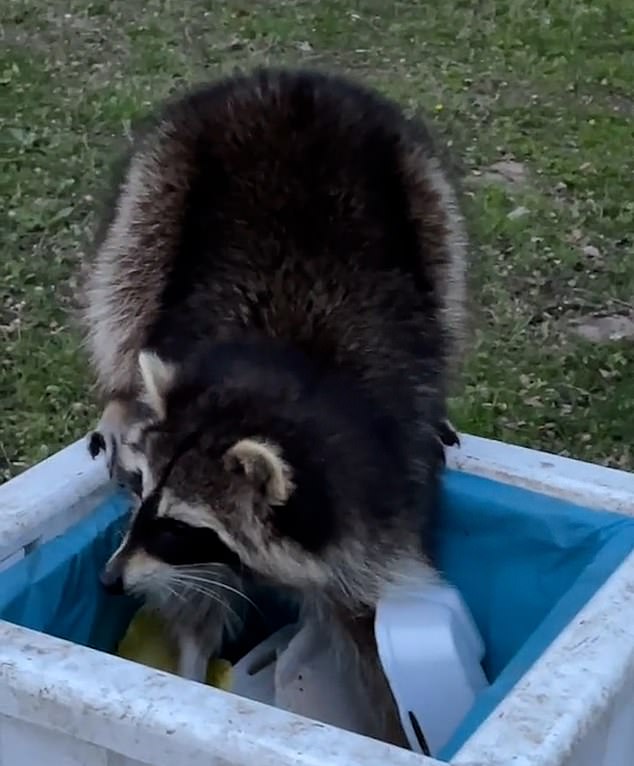 Raccoon dives into car in Kassel - 'raccoon capital of Europe'