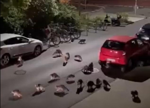 Dozens of raccoons are seen flooding the streets of Germany