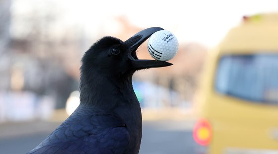 A crow holds a golf ball in its beak in Seocho District, Seoul, on January 16. [NEWS1]