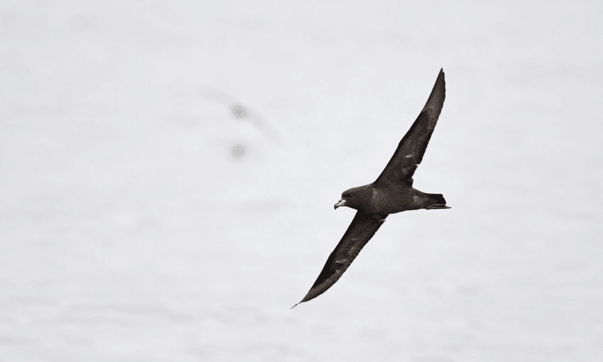 'Generational breakthrough' for NZ seabirds