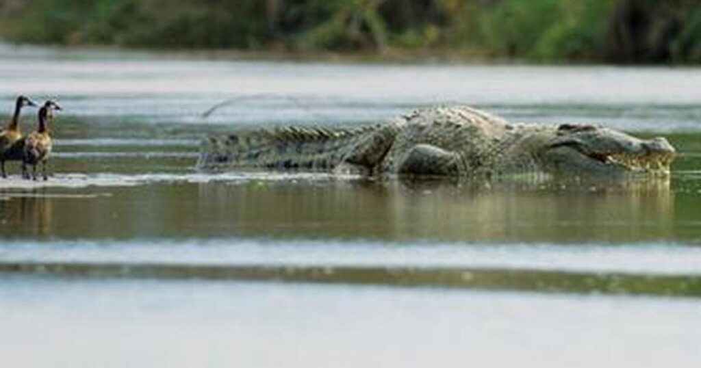 This man-eating crocodile has killed more than 300 people in Africa